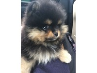 teacup pomeranian for sale gumtree